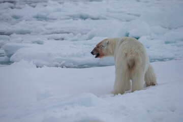 Polar Bear (Ursus maritimus) Spitsbergen North Ocean