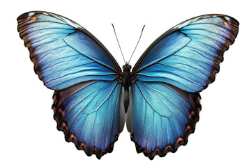 Obraz premium Close-up, vivid image of a butterfly's wings, exhibiting intricate patterns and vibrant blue hues against a dark backdrop.