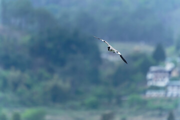river lapwing in flight