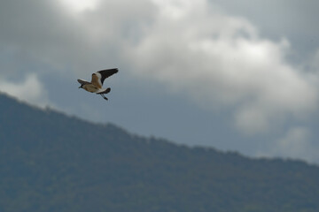 river lapwing in flight