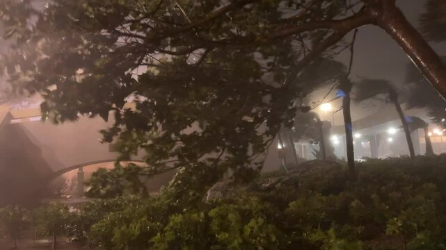 Thrashing Trees And Wild Winds As Major Hurricane Hits Town - Saola