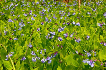 Bluebell Trail, Three Creeks Metro Park, Columbus, Ohio