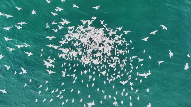 A mass of seabirds and predatory fish feast on a bait ball swarming in the ocean waters. Aerial view