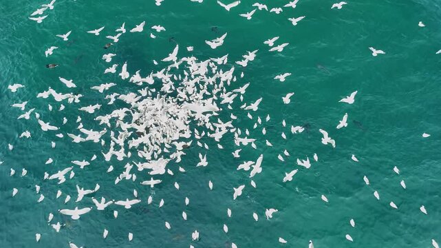 Feeding frenzy of seabirds and predatory fish feasting on a schooling bait fish in the ocean. Aerial drone footage