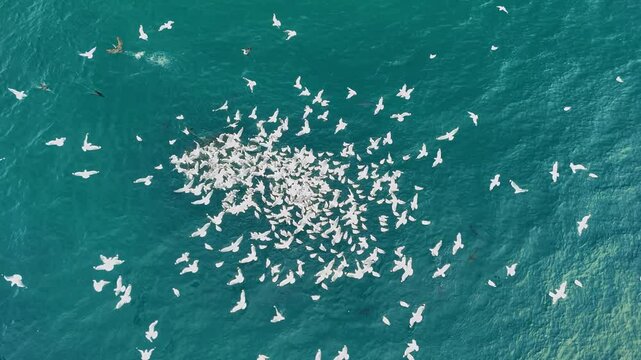 Animal behavior of a large flock of seabirds and predatory fish attacking a school of fish in the ocean waters. Aerial drone view