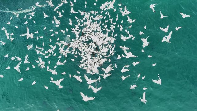A flock of seabirds and predatory fish feed on a bait ball swarming in the ocean waters. Aerial view