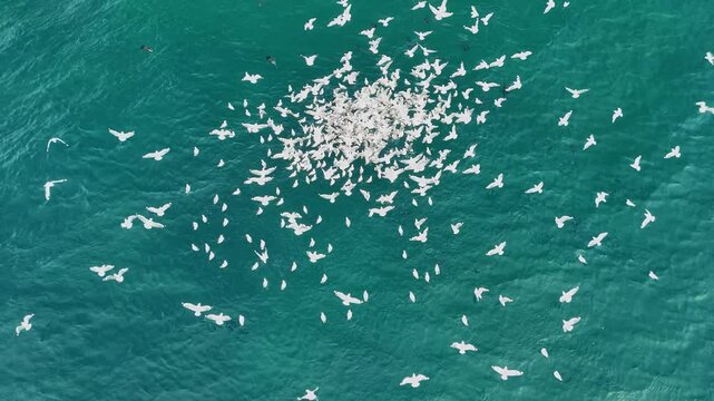 Animal behavior of a large flock of seabirds and predatory fish attacking a school of fish in the ocean waters. Aerial drone view