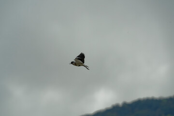 river lapwing in flight