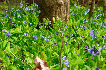 Bluebell Trail, Three Creeks Metro Park, Columbus, Ohio