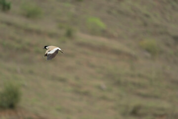 river lapwing in flight