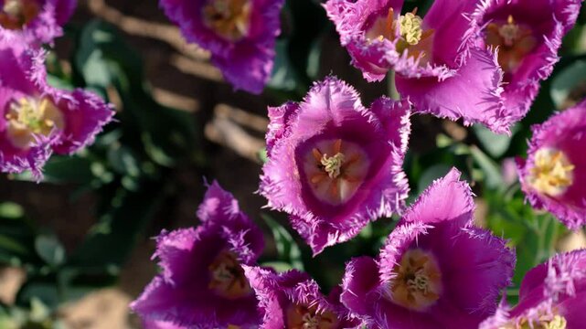 top view of a field of fringed violet tulips with the pistil and stamens visible amongst the petals, in sunlight