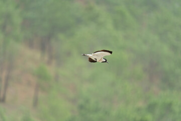 river lapwing in flight