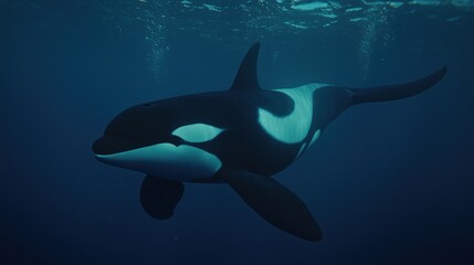 Obraz premium Orca swimming gracefully in the ocean underwater photography marine environment close-up view wildlife conservation