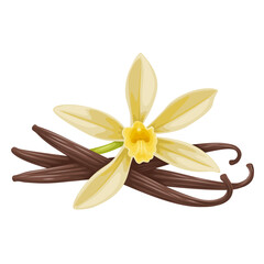 Illustration of Vanilla flower with dried vanilla sticks. Aromatic seasoning ingredient for cookery and sweet baking, Isolated on white background.