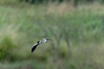 river lapwing in flight