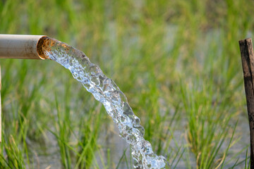 Irrigation of rice fields using pump wells with the technique of pumping water from the ground to...