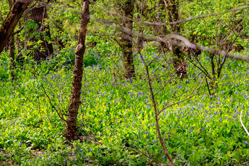Bluebell Trail, Three Creeks Metro Park, Columbus, Ohio