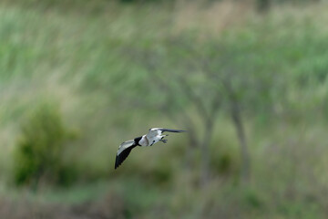 river lapwing in flight