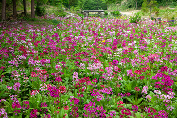 Fototapeta premium 九十九森林公園のクリンソウの大群落2