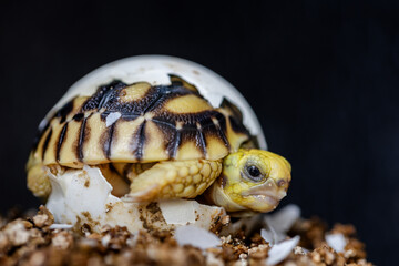 Baby Burmese star tortoise hatching