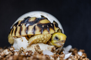 Baby Burmese star tortoise hatching