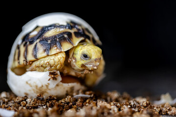 Baby Burmese star tortoise hatching