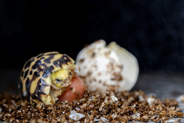Baby Burmese star tortoise hatching
