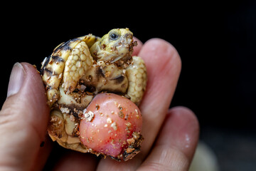 Baby Burmese star tortoise hatching