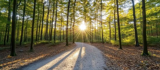 Sunbeams Path Through Autumn Woods