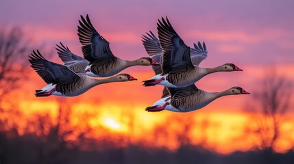 Fototapeta premium Grey geese soar through a vibrant sunset
