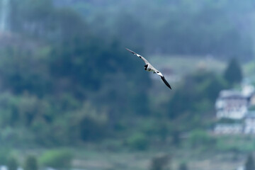 river lapwing in flight