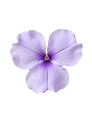 Lavender Phlox Flower, Three Petals, Transparent Background.