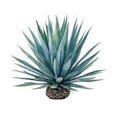 Agave plant with spiky leaves isolated on transparent background