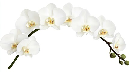 White Orchid Branch with Blossoms on White Background