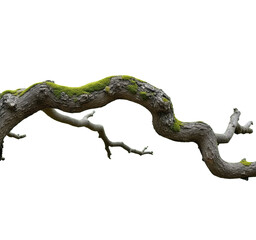 Obraz premium Mossy Tree Branch, Curved, Transparent Background. Nature Element.