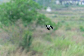 river lapwing in flight