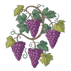 Fresh Purple Grapes Hanging on Vine with Lush Green Leaves