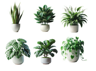 Six potted indoor plants assortment