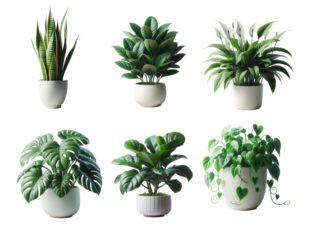 Six potted indoor plants assortment