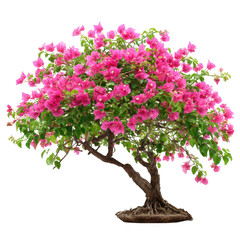 Pink bougainvillea tree bloom isolated on transparent background