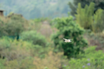 river lapwing in flight