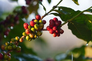 Coffee beans borne on trees in farms and gardens, raw coffee beans in the growing season and drops of water in the morning.