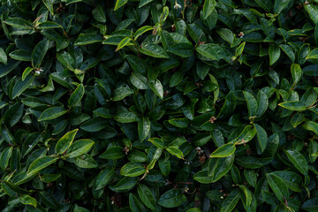Top view of green tea leaves with morning dew.