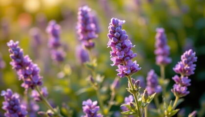 Obraz premium A cheerful lavender with tiny glowing flowers and a soft smile.