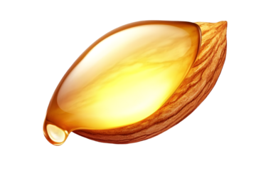 Almond Oil Drop Isolated Illustration