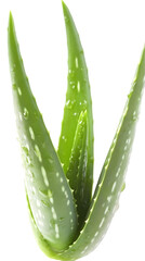 Fototapeta premium Aloe Vera Plant Isolated On Transparent Background