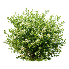 Flowering shrub with green leaves isolated on transparent background