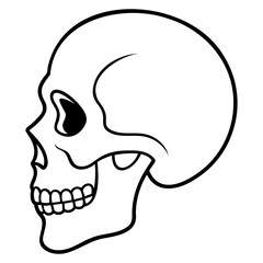 Outlined human skull vector drawing in black lines on transparent background for high resolution digital art