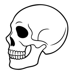 Outlined human skull vector drawing in black lines on transparent background for high resolution digital art