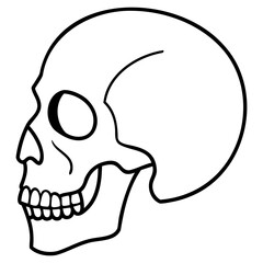 Outlined human skull vector drawing in black lines on transparent background for high resolution digital art
